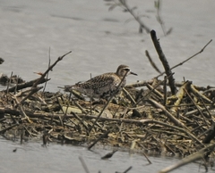 Pluvialis fulva