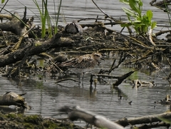 Pluvialis fulva