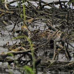 Pluvialis fulva