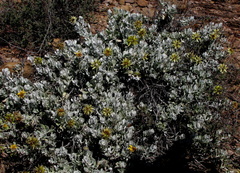 Berkheya cuneata
