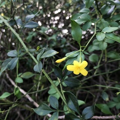 Chrysojasminum floridum