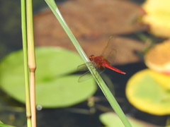 Crocothemis servilia