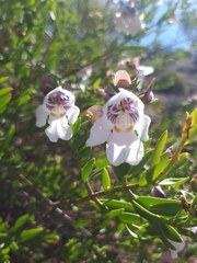 Prostanthera striatiflora