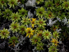 Berkheya cuneata