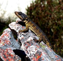 Pseudocordylus microlepidotus microlepidotus