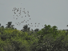 Aves