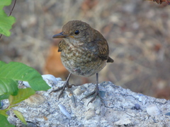 Turdus merula aterrimus