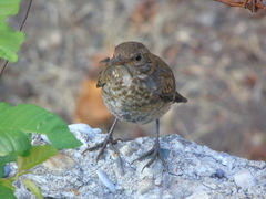 Turdus merula aterrimus