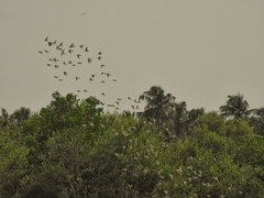 Aves