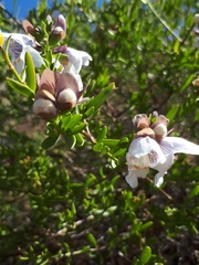 Prostanthera striatiflora