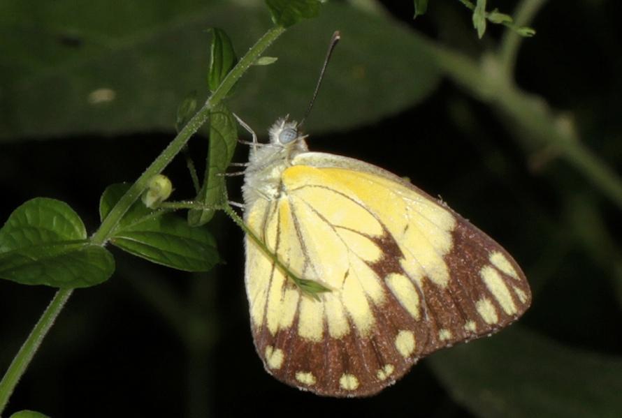 African Caper White
