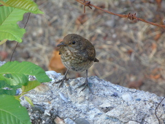 Turdus merula aterrimus