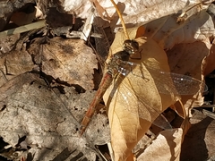 Sympetrum vulgatum
