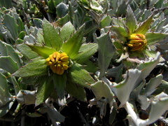 Berkheya cuneata