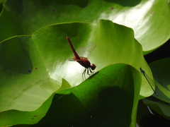 Crocothemis servilia