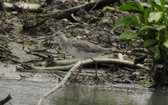 Tringa totanus