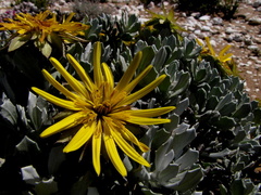 Berkheya cuneata