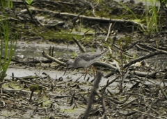 Tringa totanus