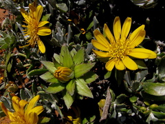 Berkheya cuneata