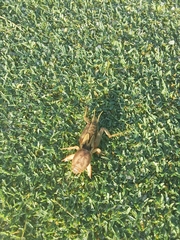 Neoscapteriscus vicinus