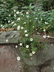 Erigeron karvinskianus