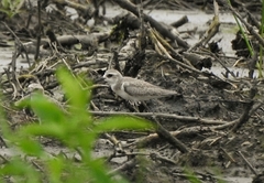 Charadrius leschenaultii