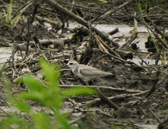 Charadrius leschenaultii