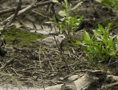 Charadrius leschenaultii
