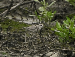 Charadrius leschenaultii