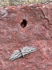 Eupithecia phoeniceata