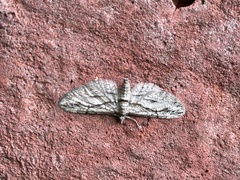 Eupithecia phoeniceata