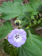 Nicandra