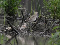 Pluvialis fulva