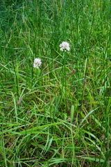 Allium suaveolens