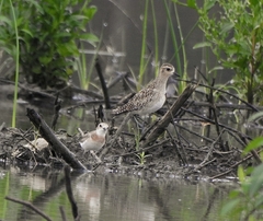 Pluvialis fulva