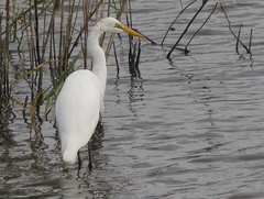 Ardea alba melanorhynchos