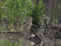 Pluvialis fulva