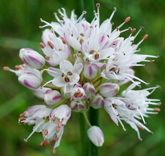 Allium suaveolens