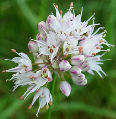 Allium suaveolens