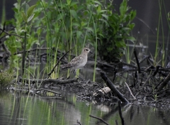 Pluvialis fulva