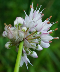 Allium suaveolens