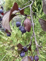 Amelanchier bartramiana