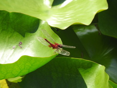 Crocothemis servilia
