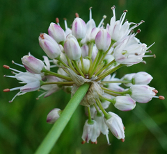 Allium suaveolens