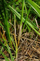 Allium suaveolens