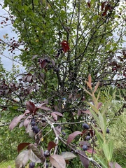 Amelanchier bartramiana