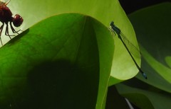 Ischnura senegalensis