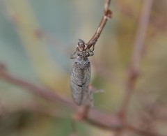 Distoleon tetragrammicus