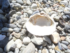 Spisula sachalinensis