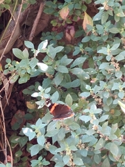 Vanessa atalanta